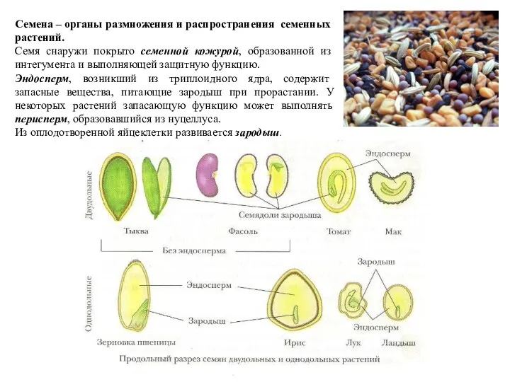 Семена – органы размножения и распространения семенных растений. Семя снаружи