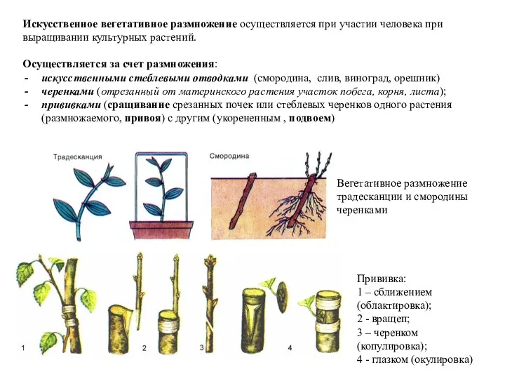 Искусственное вегетативное размножение осуществляется при участии человека при выращивании культурных