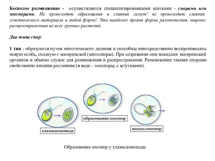 Бесполое размножение - осуществляется специализированными клетками - спорами или зооспорами.