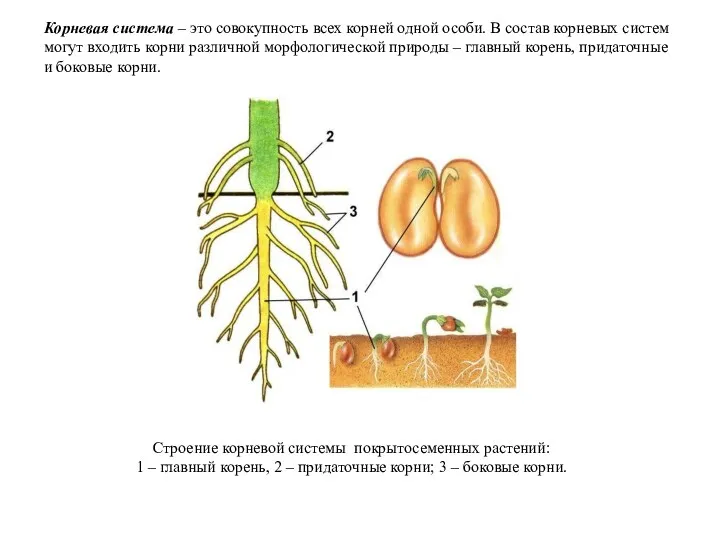 Строение корневой системы покрытосеменных растений: 1 – главный корень, 2