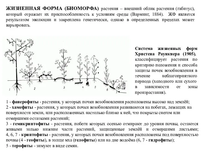 1 - фанерофиты - растения, у которых почки возобновления расположены