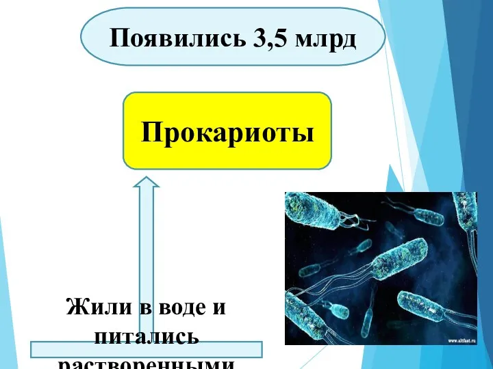 Прокариоты Появились 3,5 млрд Жили в воде и питались растворенными веществами