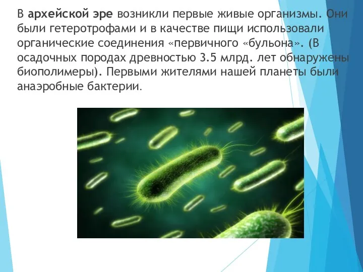 В архейской эре возникли первые живые организмы. Они были гетеротрофами