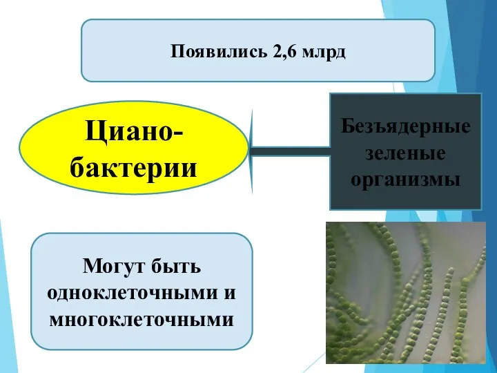 Циано- бактерии Появились 2,6 млрд Могут быть одноклеточными и многоклеточными Безъядерные зеленые организмы