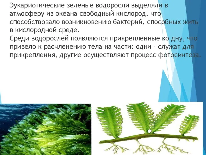 Эукариотические зеленые водоросли выделяли в атмосферу из океана свободный кислород,