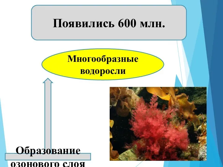 Многообразные водоросли Появились 600 млн. Образование озонового слоя