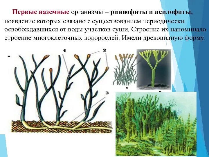 Первые наземные организмы – риниофиты и псилофиты, появление которых связано