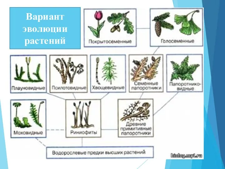 Вариант эволюции растений