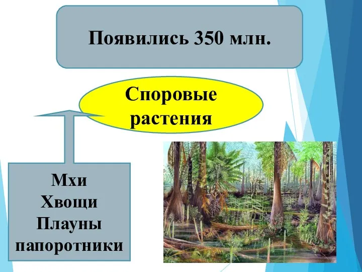 Споровые растения Появились 350 млн. Мхи Хвощи Плауны папоротники