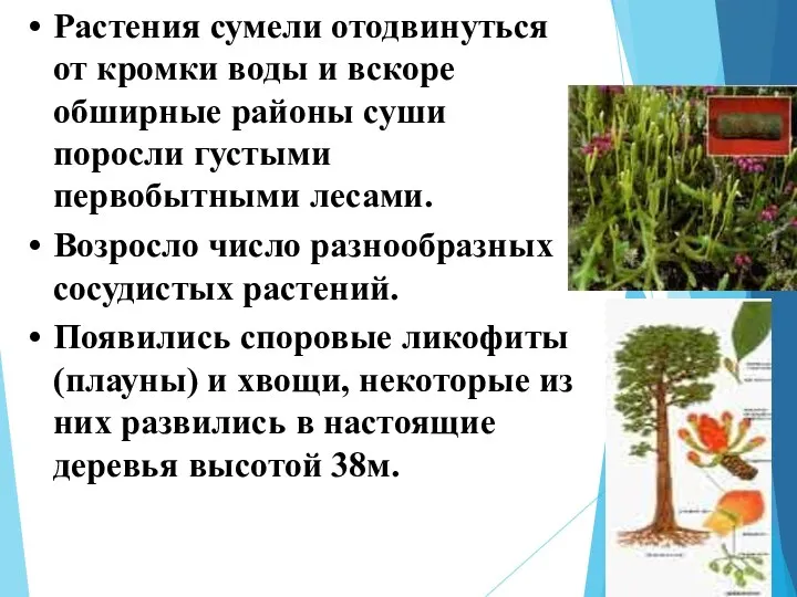 Растения сумели отодвинуться от кромки воды и вскоре обширные районы