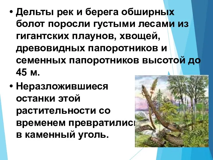 Дельты рек и берега обширных болот поросли густыми лесами из