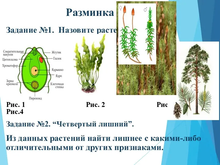 Разминка Задание №1. Назовите растения. Рис. 1 Рис. 2 Рис.