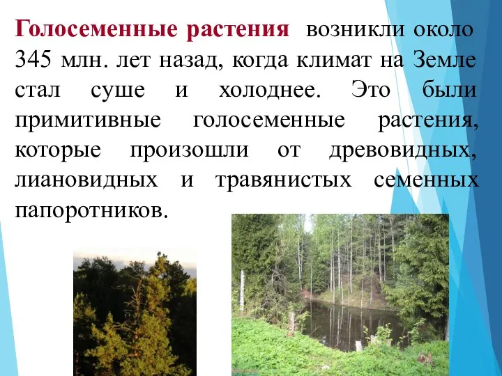 Голосеменные растения возникли около 345 млн. лет назад, когда климат