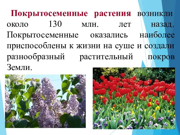 Покрытосеменные растения возникли около 130 млн. лет назад. Покрытосеменные оказались