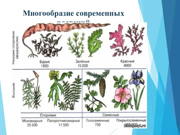 Многообразие современных растений