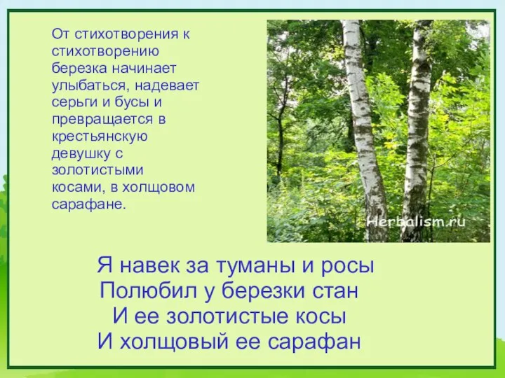 Я навек за туманы и росы Полюбил у березки стан И ее золотистые