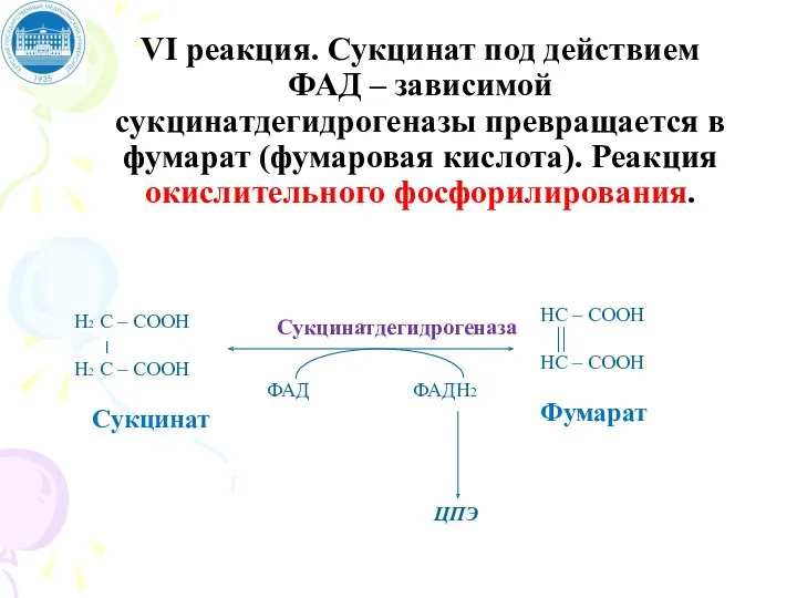 VI реакция. Сукцинат под действием ФАД – зависимой сукцинатдегидрогеназы превращается