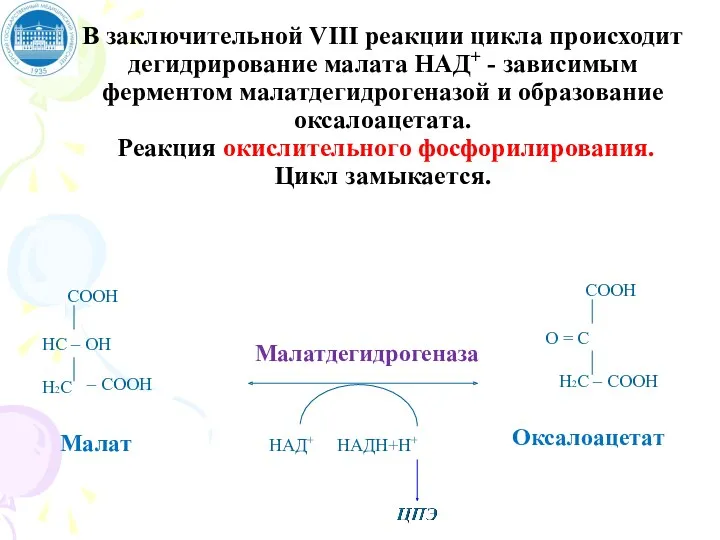 В заключительной VIII реакции цикла происходит дегидрирование малата НАД+ -