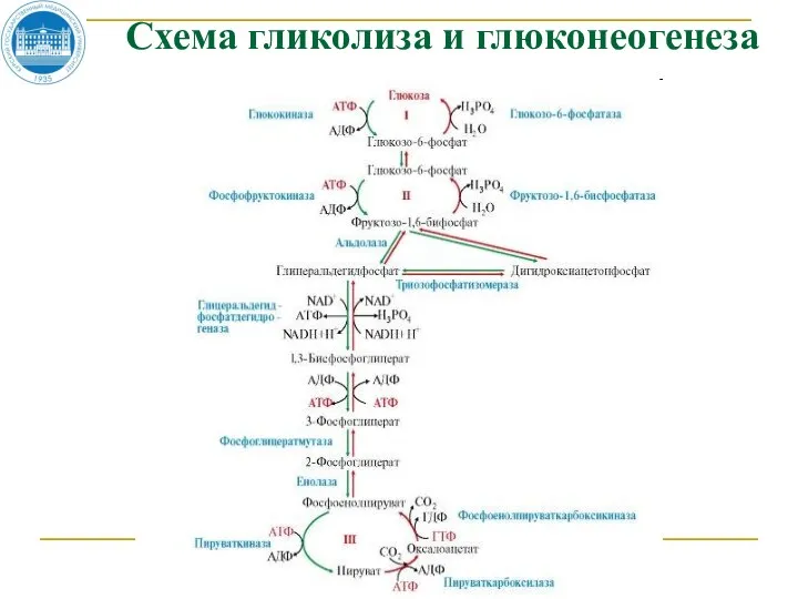 Схема гликолиза и глюконеогенеза