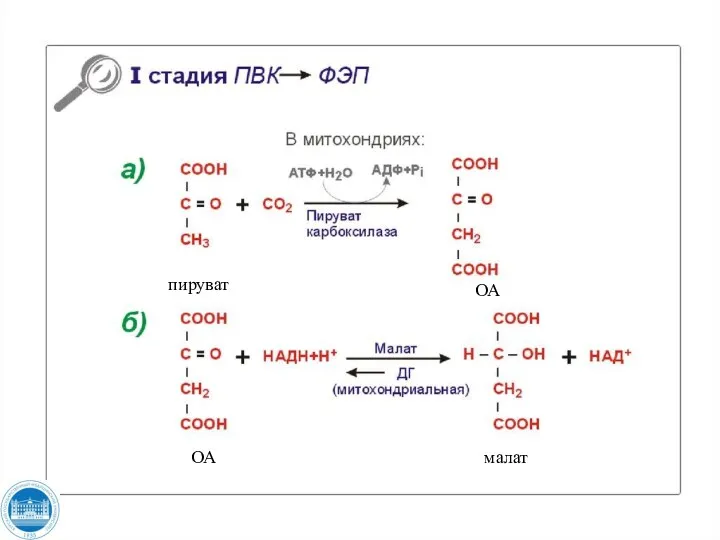 пируват ОА ОА малат