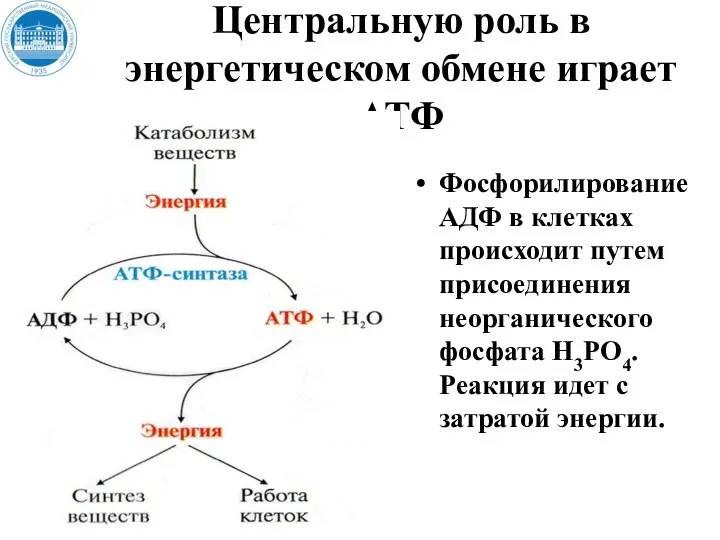 Центральную роль в энергетическом обмене играет АТФ Фосфорилирование АДФ в