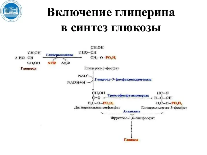 Включение глицерина в синтез глюкозы