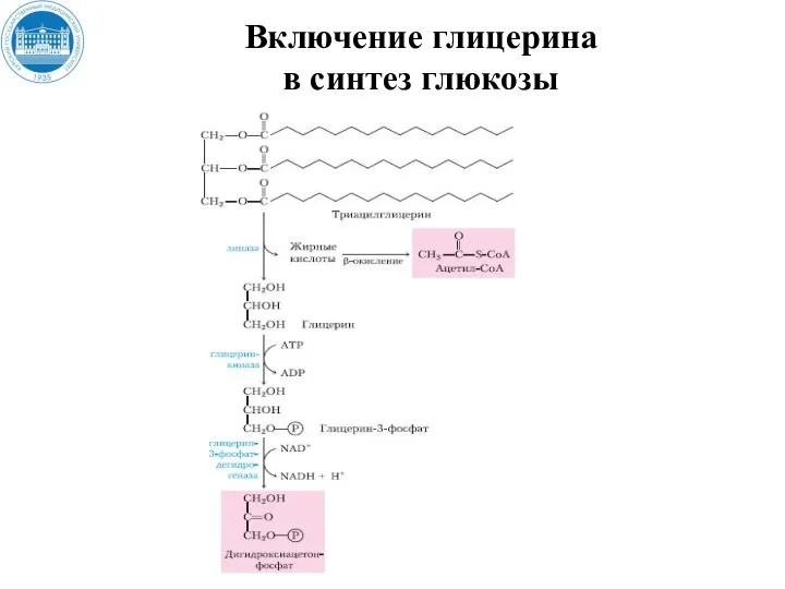 Включение глицерина в синтез глюкозы