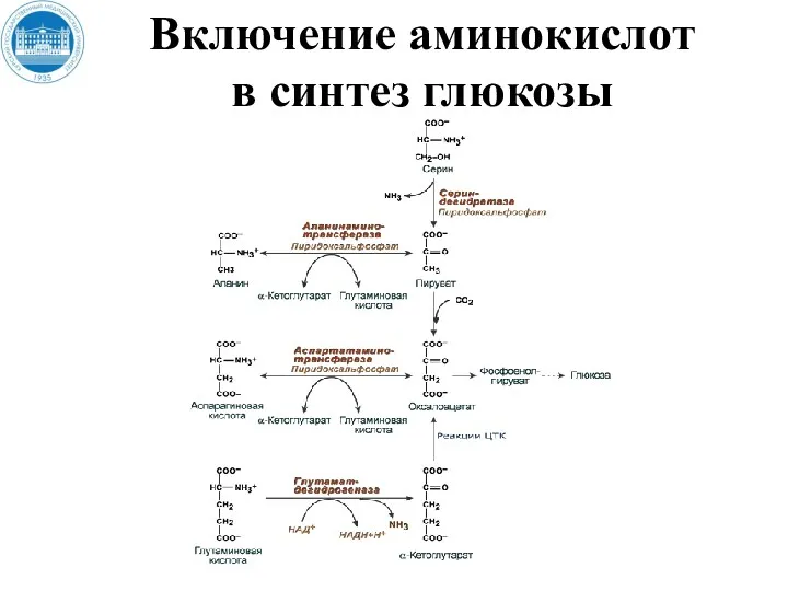 Включение аминокислот в синтез глюкозы