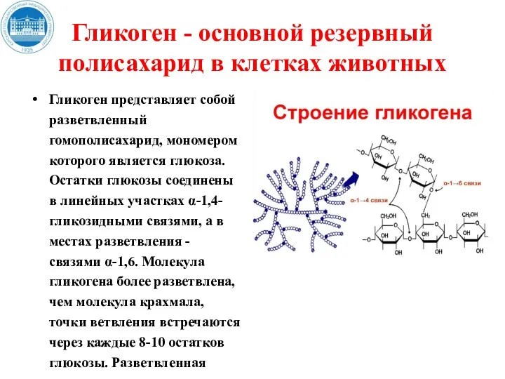 Гликоген - основной резервный полисахарид в клетках животных Гликоген представляет