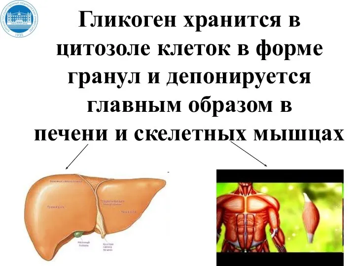 Гликоген хранится в цитозоле клеток в форме гранул и депонируется