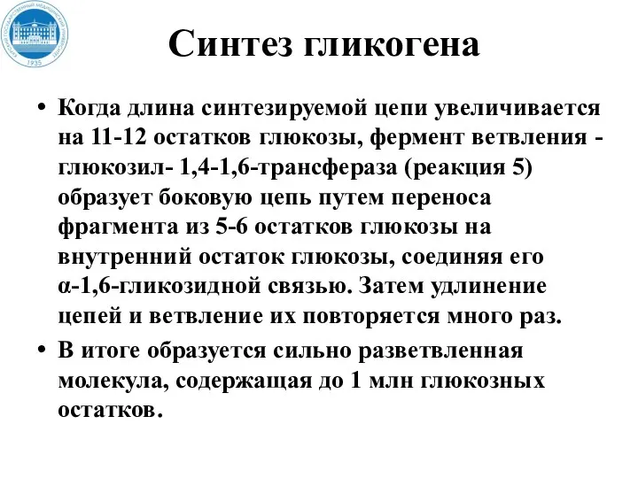 Синтез гликогена Когда длина синтезируемой цепи увеличивается на 11-12 остатков