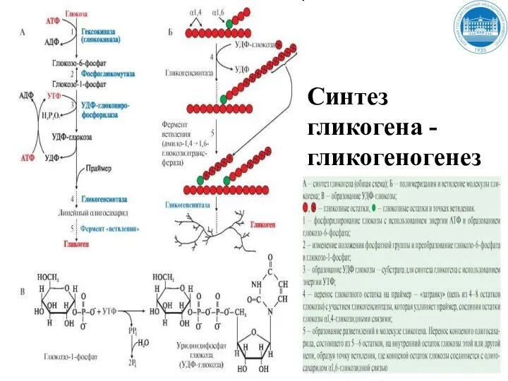 Синтез гликогена - гликогеногенез