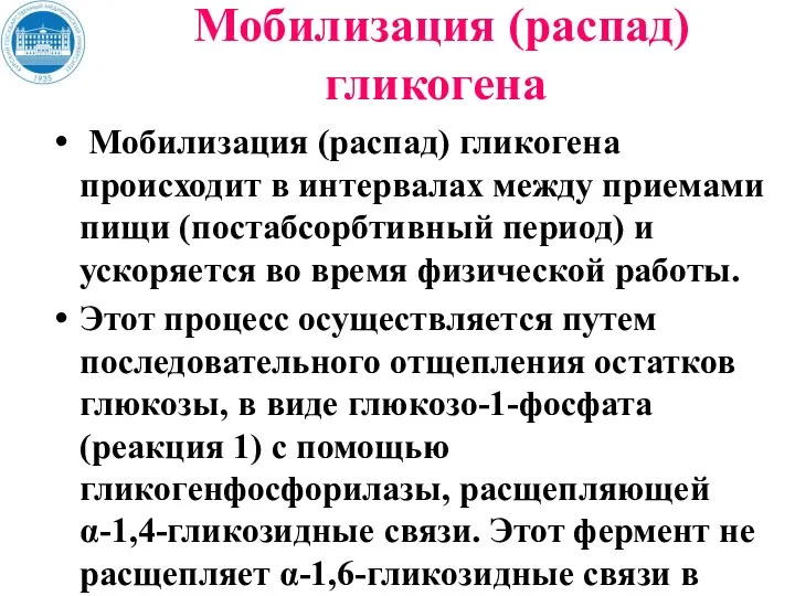 Мобилизация (распад) гликогена Мобилизация (распад) гликогена происходит в интервалах между