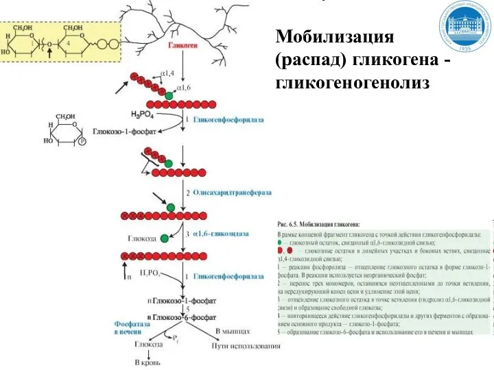 Мобилизация (распад) гликогена - гликогеногенолиз