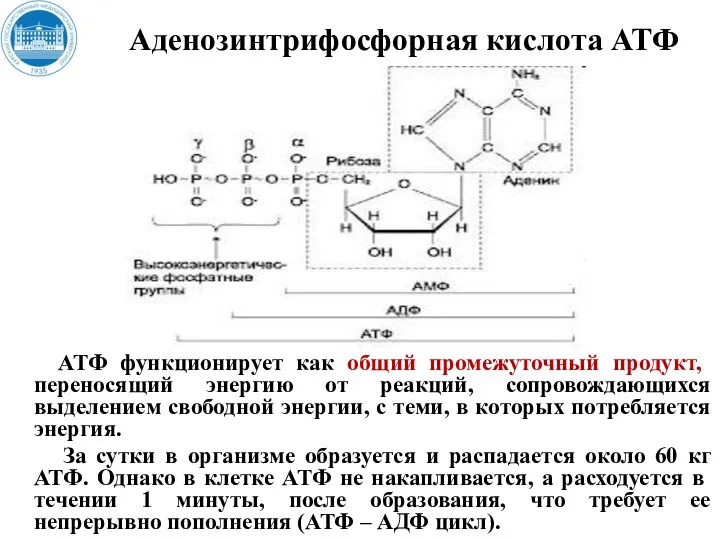 Аденозинтрифосфорная кислота АТФ АТФ функционирует как общий промежуточный продукт, переносящий