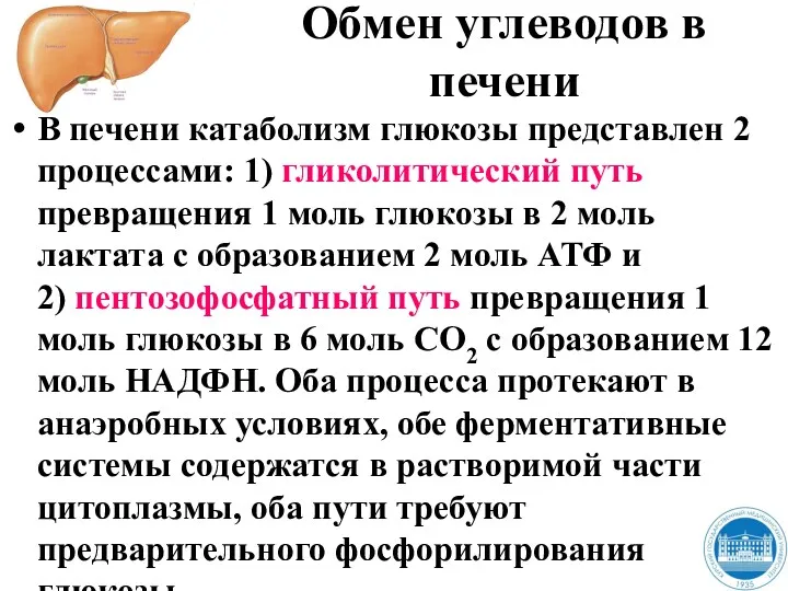 Обмен углеводов в печени В печени катаболизм глюкозы представлен 2