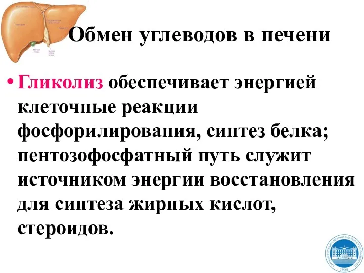 Обмен углеводов в печени Гликолиз обеспечивает энергией клеточные реакции фосфорилирования,