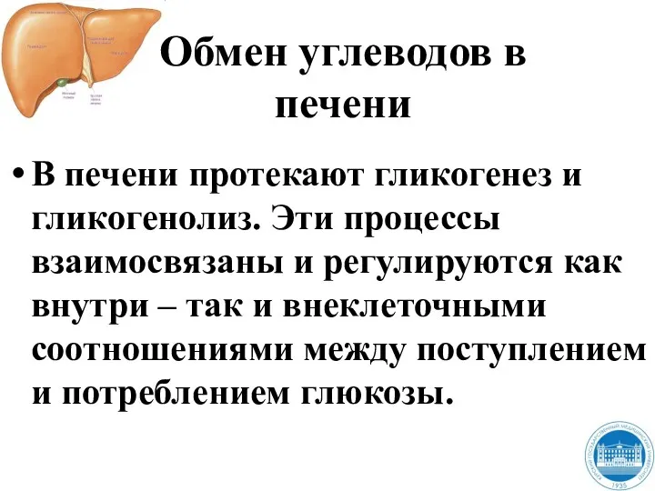 Обмен углеводов в печени В печени протекают гликогенез и гликогенолиз.