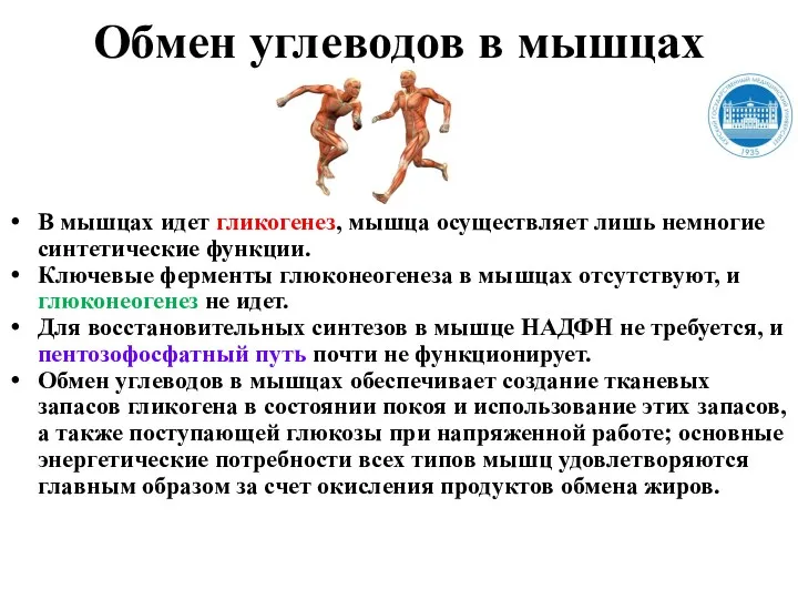 Обмен углеводов в мышцах В мышцах идет гликогенез, мышца осуществляет