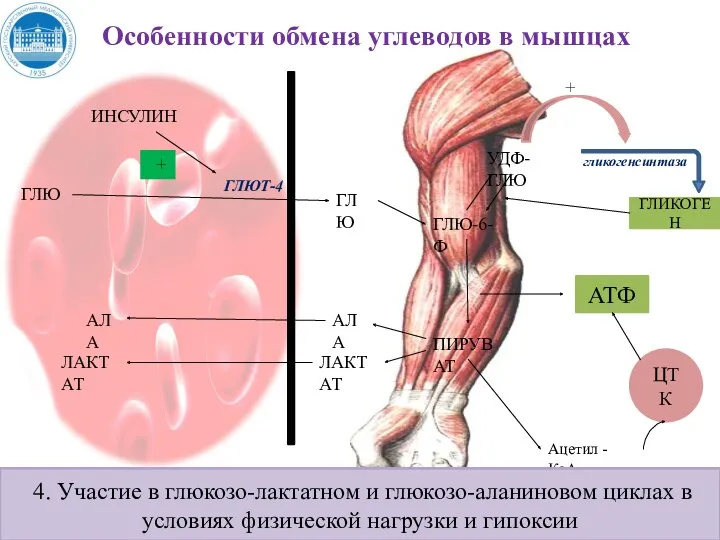 Особенности обмена углеводов в мышцах ИНСУЛИН ГЛЮ ГЛЮ ГЛЮТ-4 ГЛЮ-6-Ф