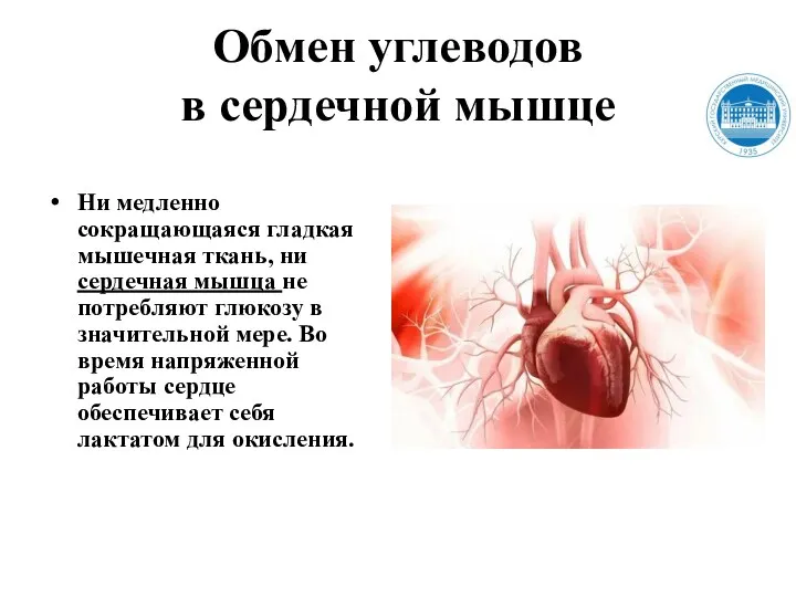 Обмен углеводов в сердечной мышце Ни медленно сокращающаяся гладкая мышечная