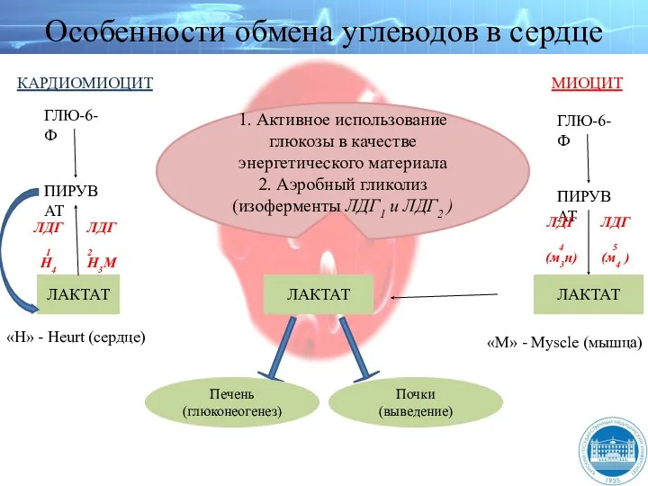 Особенности обмена углеводов в сердце ЛАКТАТ Печень (глюконеогенез) Почки (выведение)