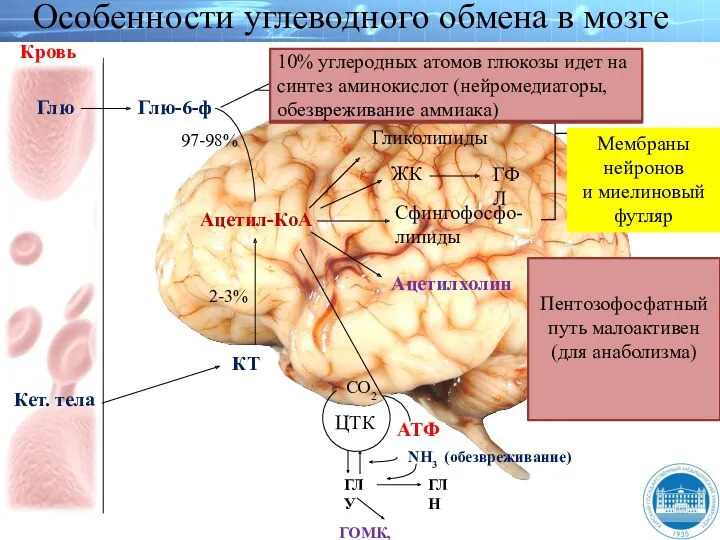 Кровь Глю-6-ф Глю Кет. тела Ацетил-КоА ЖК ГФЛ Ацетилхолин Сфингофосфо-
