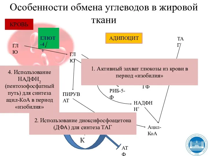 Особенности обмена углеводов в жировой ткани ГЛЮТ-4 + ГЛЮ ГЛЮ