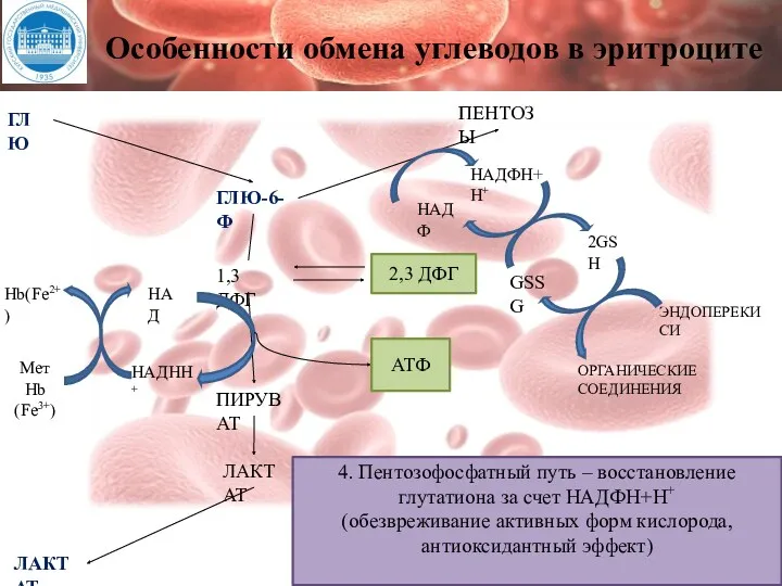 Особенности обмена углеводов в эритроците ГЛЮ ГЛЮ-6-Ф 1,3 ДФГ ПИРУВАТ