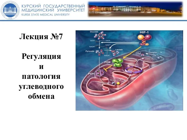 Лекция №7 Регуляция и патология углеводного обмена