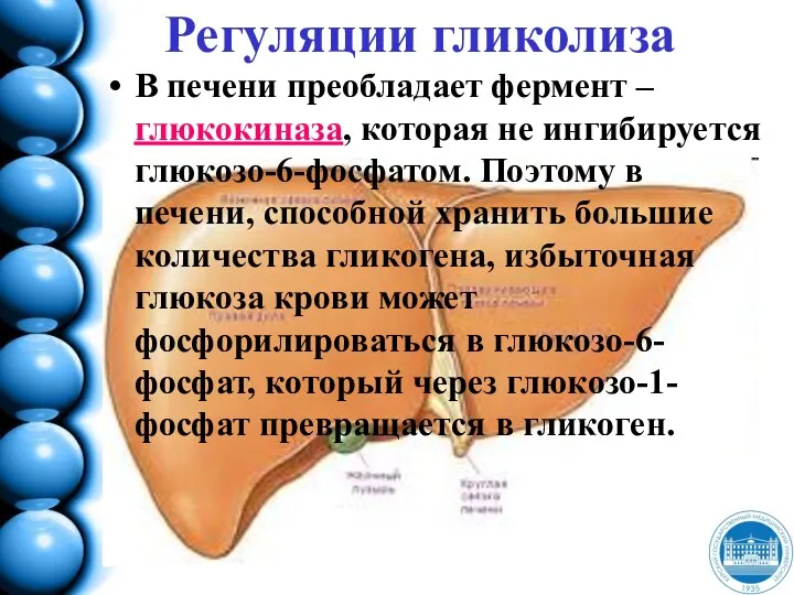 Регуляции гликолиза В печени преобладает фермент – глюкокиназа, которая не