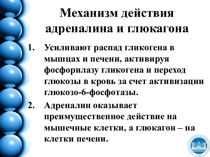 Механизм действия адреналина и глюкагона Усиливают распад гликогена в мышцах