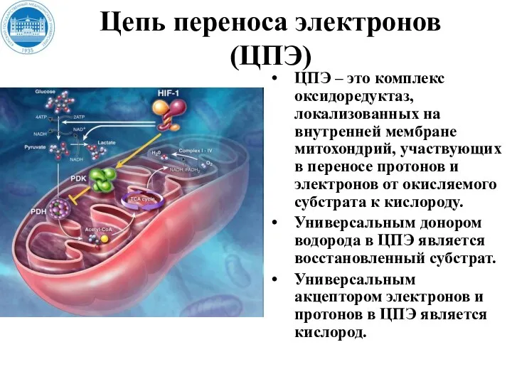 Цепь переноса электронов (ЦПЭ) ЦПЭ – это комплекс оксидоредуктаз, локализованных