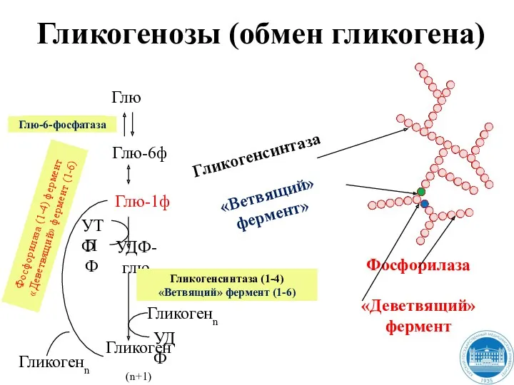 Гликогенозы (обмен гликогена) Глю Глю-6ф Глю-1ф УДФ-глю Гликоген(n+1) Гликогенсинтаза (1-4)